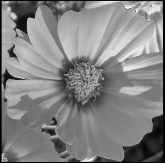 Cosmea